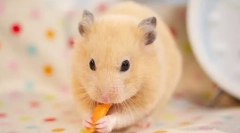 Ako kŕmenie sýrskeho škrečka doma